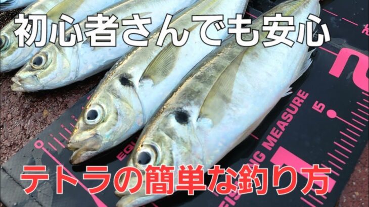 【アジング】これなら安心、デカアジ連発！初心者さんテトラアジング先ずはここからスタートです