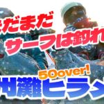 【遂に座布団か！？】寒ヒラメを追い求めた戦い ＜後編＞【遠州灘サーフ】