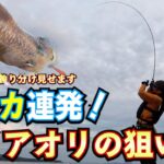 冬エギング連発！見落としがちな釣り場とアクション変化で冬イカは日中でも釣れます