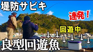 餌いらずの堤防サビキで良型回遊魚やアジが入れ食い連発した！連発するコツは仕掛けが着底するまでの〇〇。そしてあの深海魚も！