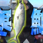 脂がノリノリの極太ブリを釣り上げる！