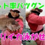 ヤリイカ泳がせでマダイを釣ろう！！ヒット率バツグンのヤリイカ泳がせ新釣法【ヤリイカ釣り】【ヤリイカ泳がせ】