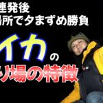 冬イカがデイで連発した後、同じで場所で夕まずめをやると！地形で時間が違う？冬エギング講座