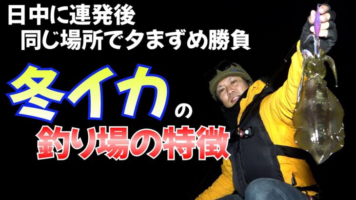 冬イカがデイで連発した後、同じで場所で夕まずめをやると！地形で時間が違う？冬エギング講座