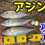 【アジング】サビキの隣で尺アジを釣る方法