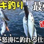 誰でも簡単にサビキ釣りでアジが爆釣れる最強の仕掛け！もはやエサではないかこのサビキ編！【最強のアジ釣り】新春サビキ祭りで５種目達成！