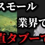 【村田基】川スモールマウスバスは釣り業界ではタブーです【村田基切り抜き】