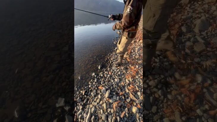 奥琵琶湖で沈み虫を投げれば超巨大ブラックバスが釣れます