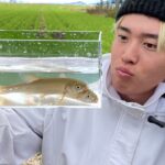 【連発】ウグイが冬の巨大魚に食われまくる