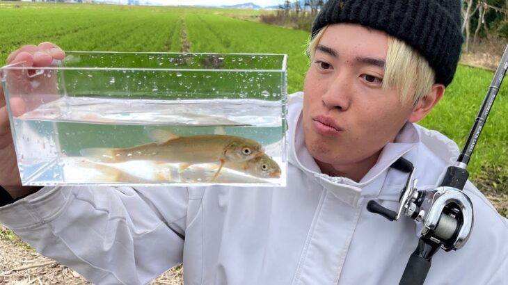 【連発】ウグイが冬の巨大魚に食われまくる