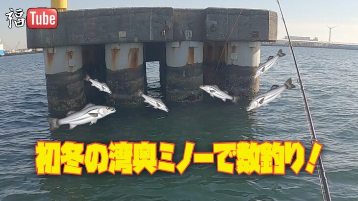 初冬の湾奥ミノーで数釣り！