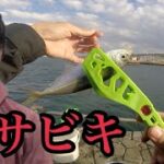 冬の浜名湖海釣り公園でサビキ釣り。