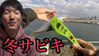 冬の浜名湖海釣り公園でサビキ釣り。