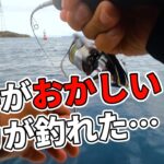 こんな事あるの⁉釣れたイカの触腕がヤバすぎた・・・。