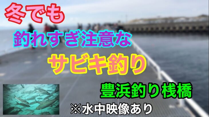 冬でも釣れすぎ注意なサビキ釣り 豊浜釣り桟橋