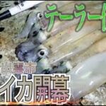 【開幕】ヤリイカ釣りに行ってみたら爆釣だったｗｗ