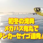 初冬の湾奥 メガバス鬼丸でランカーセイゴ連発❗️