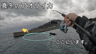 【エギング】真冬の堤防際を狙うと…