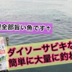 【碧南海釣り公園】ダイソーサビキなら、真冬に旨くなる魚が『簡単』に『大量』に釣れます