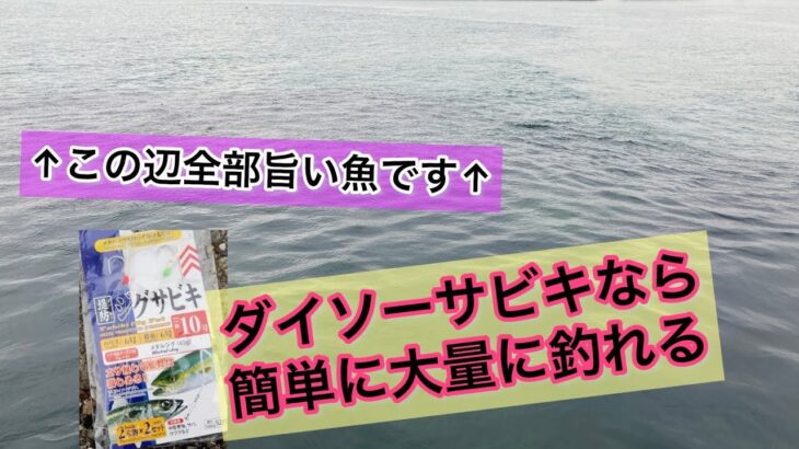 【碧南海釣り公園】ダイソーサビキなら、真冬に旨くなる魚が『簡単』に『大量』に釣れます