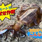 【エギング】冬イカを回遊待ち！冬イカ釣るならこんな場所！