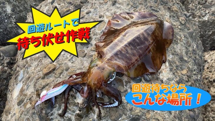 【エギング】冬イカを回遊待ち！冬イカ釣るならこんな場所！