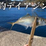 昼間っからアジが入れ食いになる夢の島。