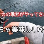 【エギング】美味しいイカが釣れる水温になりました