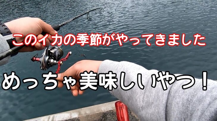 【エギング】美味しいイカが釣れる水温になりました