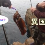 【エギング】釣り場で出会った外国人にアオリイカ食べるか聞いてみたところ・・・