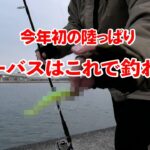 【釣り】今年初の陸っぱりシーバスはこれで釣れた!