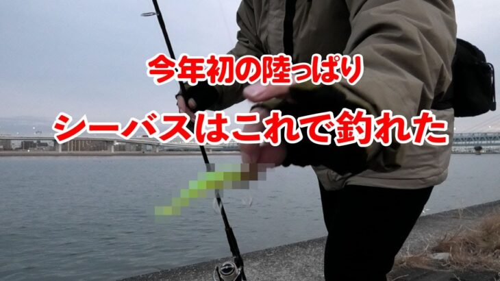 【釣り】今年初の陸っぱりシーバスはこれで釣れた!