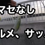 コマセなし、サビキでサッパやらウルメやら