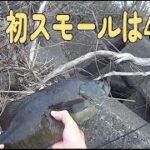 【バス釣り】遅ればせながら多摩川で初スモールゲット　連発するが・・・