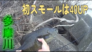 【バス釣り】遅ればせながら多摩川で初スモールゲット　連発するが・・・