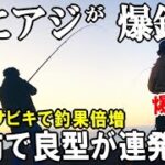 堤防サビキでアジが爆釣れるマズメの攻め方！冬でもアジが入れ食う【究極のサビキ】とカゴの使い分けで釣果倍増しました→アジパーティー