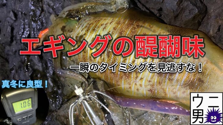 【エギング】一瞬のタイミングで釣れます。これこそエギングの醍醐味