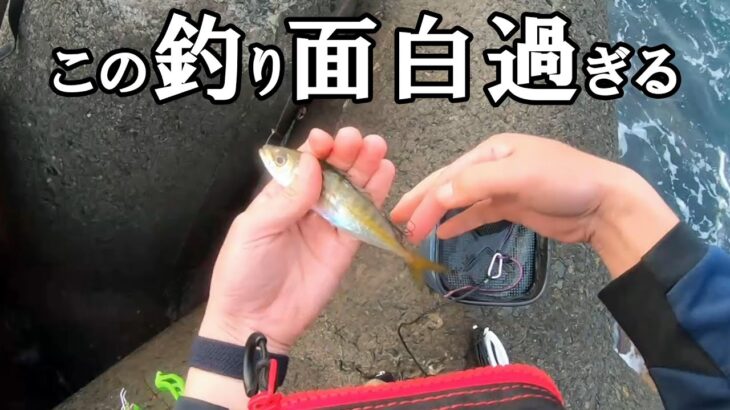 【泳がせ釣り】アオリイカ連続ヒット！この釣り面白過ぎ！