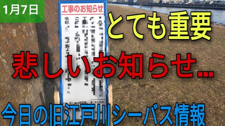 大切で悲しいお知らせ…今日も旧江戸川シーバス情報