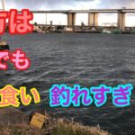 夕方は冬でも入れ食い釣れすぎ注意 名古屋港