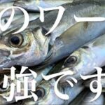 【アジング】本当は教えたくない最強ワームをお見せします。初のメンバー集結で本気のデイアジング尺アジ狙い！