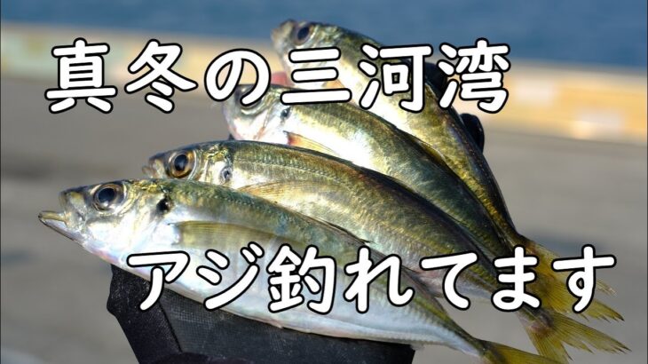 【サビキ釣り】真冬でも釣れるポテンシャル【三河湾・碧南海釣り広場】