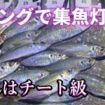 アジングで集魚灯使った結果【初釣り】大分釣りyoutubeしるすた#39