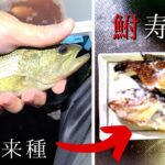 フナの代わりにブラックバスで滋賀名物「鮒寿し」作ったら味がヤバすぎた！？【琵琶湖ガサガサ探検記112】