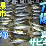 茨城県　日立市　サビキ釣り　1月下旬　アジ真冬の爆釣　2023