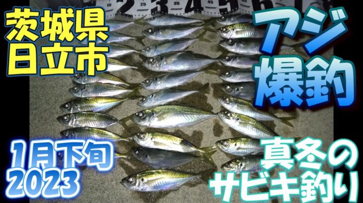 茨城県　日立市　サビキ釣り　1月下旬　アジ真冬の爆釣　2023