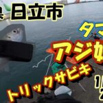 茨城県　日立市　サビキ釣り　1月下旬　アジ好調の近場の港　2023