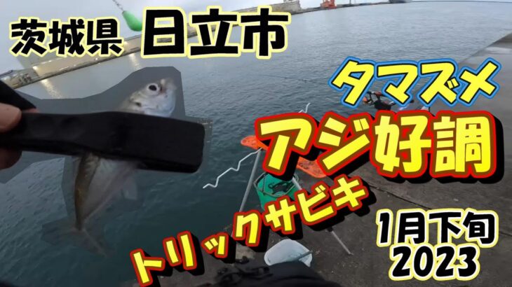 茨城県　日立市　サビキ釣り　1月下旬　アジ好調の近場の港　2023