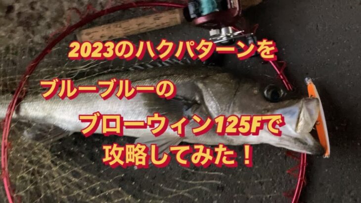 【ブローウィン125F】でハクパターンを攻略してみた！　ブルーブルー　BlueBlue   シーバス釣り　ジャーキング