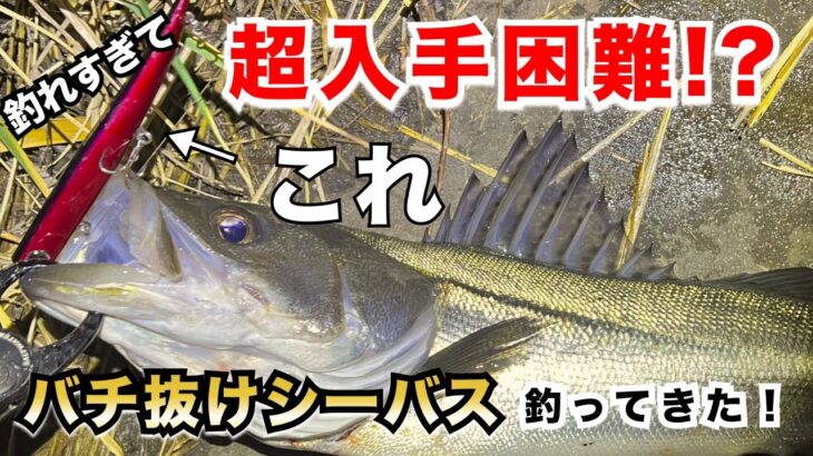 【超入手困難ルアー】バロール130でバチ抜けシーバスを釣ってみた！#バチ抜け #バチ抜けパターン #バチパターン